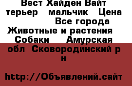 Вест Хайден Вайт терьер - мальчик › Цена ­ 35 000 - Все города Животные и растения » Собаки   . Амурская обл.,Сковородинский р-н